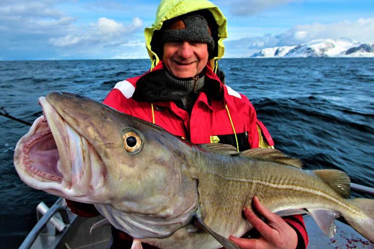 Norway Skrei Cod Fishing Three Different Destinations