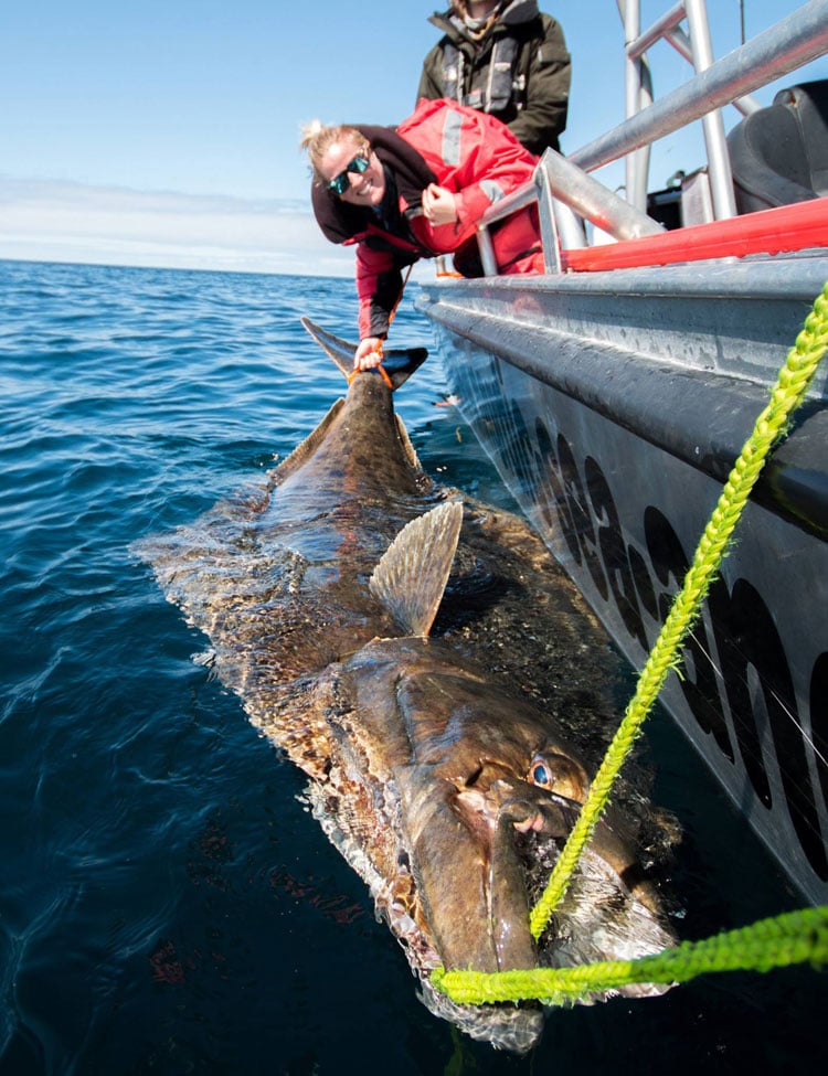 Biggest Ever Halibut Caught By A Lady Angler Just Landed