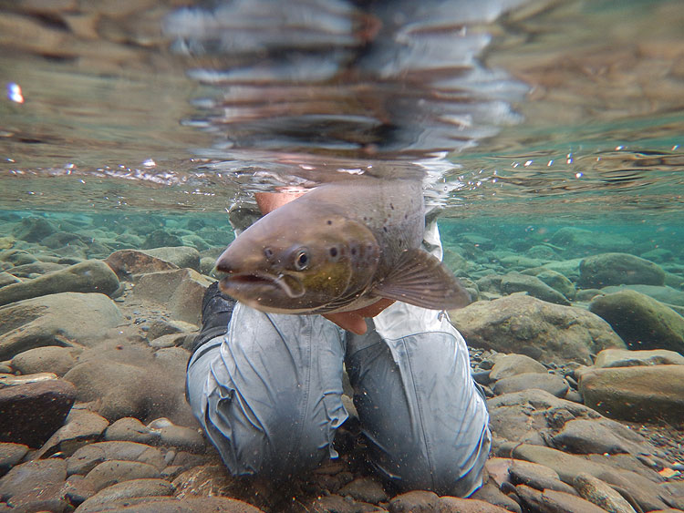 Atlantic Salmon Fishing Quebec