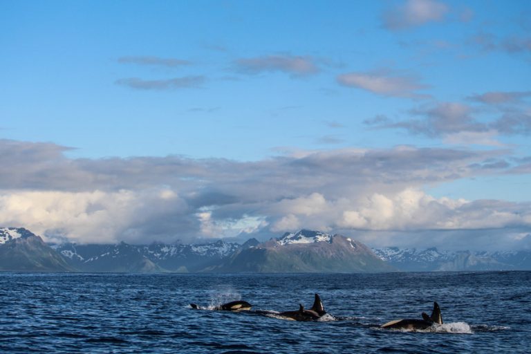 Hosted Sea Fishing North Norway