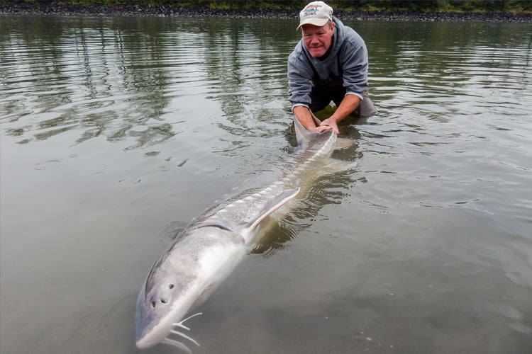 Sturgeon Fishing - Best Times - Cascade Fishing Adventures