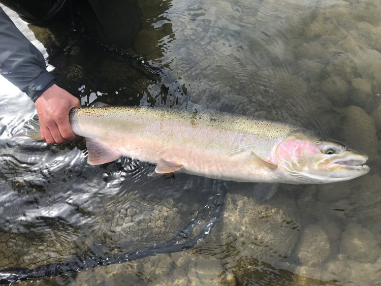 Kalum River Lodge Fishing Report 15th April