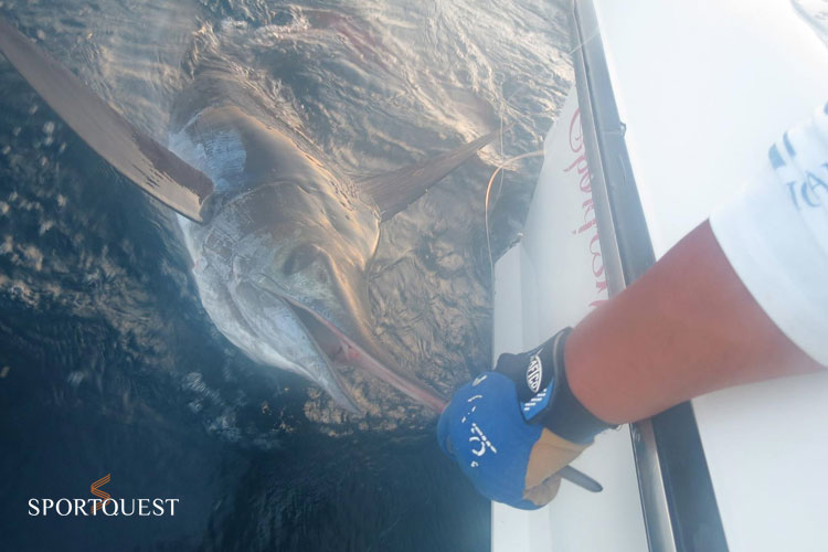 Big Game Fishing Mexico