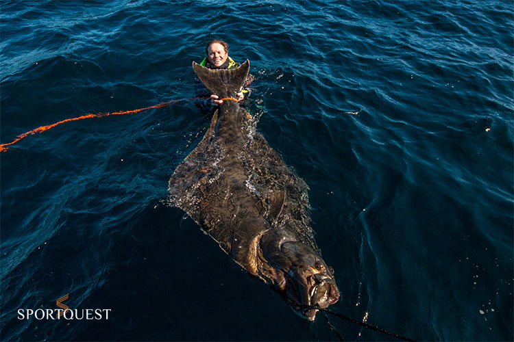 Giant Halibut Number 2 At A Sportquest Holidays Giant Halibut Number 2 At A Sportquest Holidays