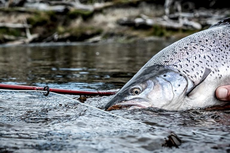 Sea Trout Fishing