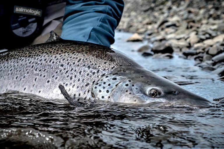 Sea Trout Fishing