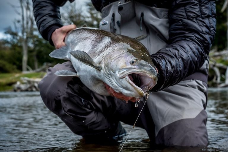 Large Sea Trout before release