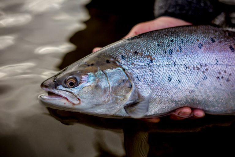 Sea Trout Fishing