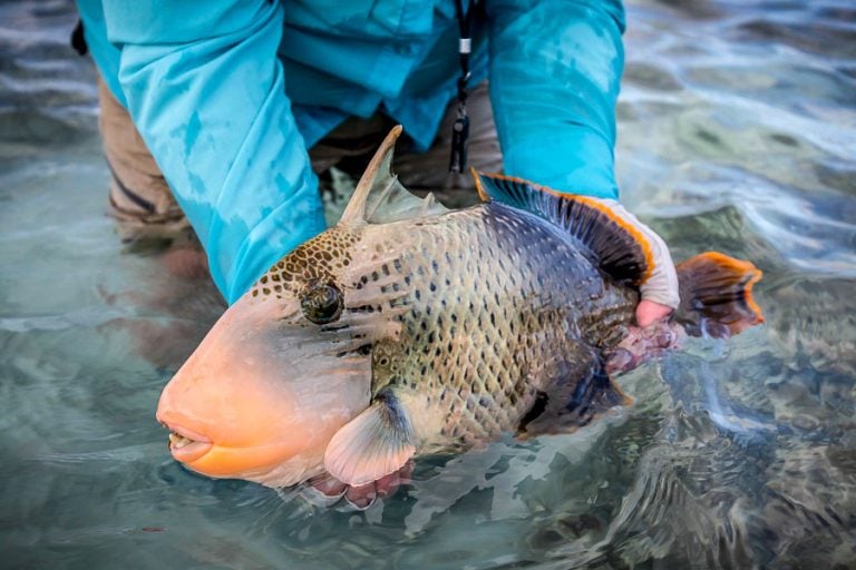 Alphonse Island Fly Fishing