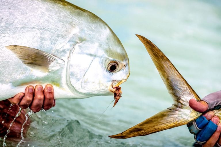 GT Fly Fishing Seychelles