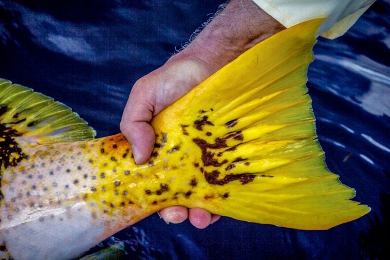 GT Fly Fishing Seychelles