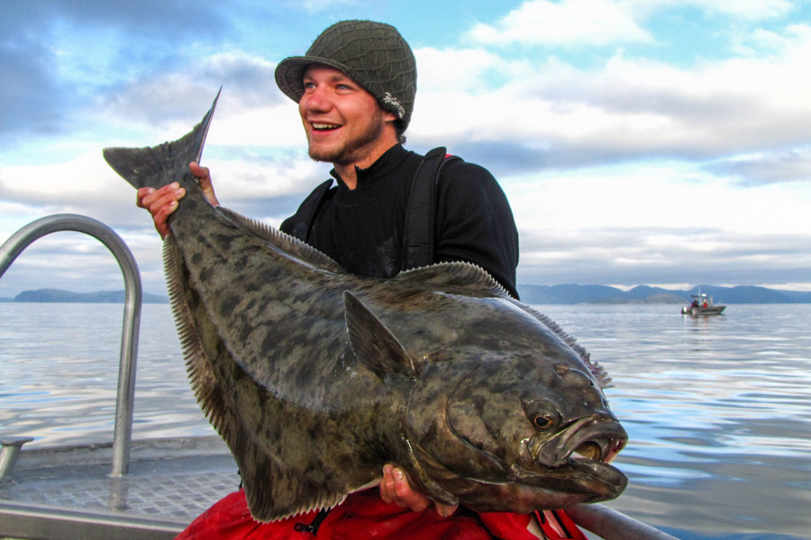 giant halibut fishing q&a havoysund sportquest holidays