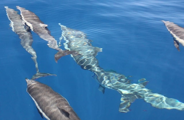 Costa Rica Dolphins
