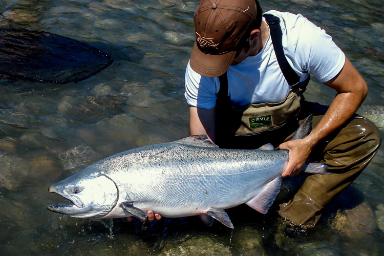 Chinook Salmon: Species Spotlight, Fishing Holidays