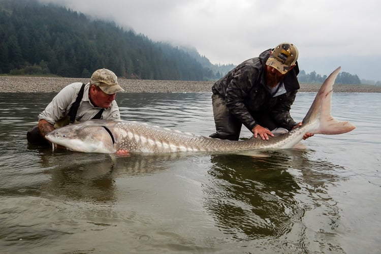 White Sturgeon: Species Spotlight, Fishing Holidays