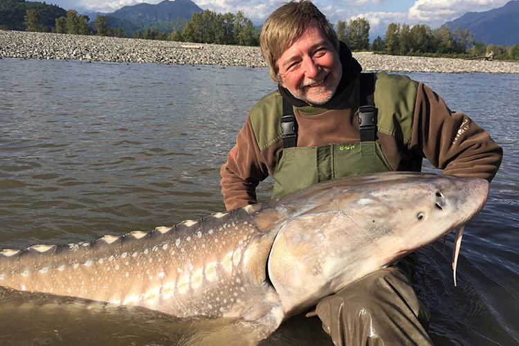 White Sturgeon