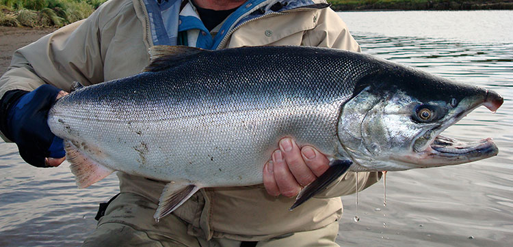 Coho Salmon