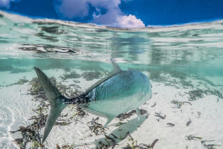 Fly Fishing Cosmoledo Atoll