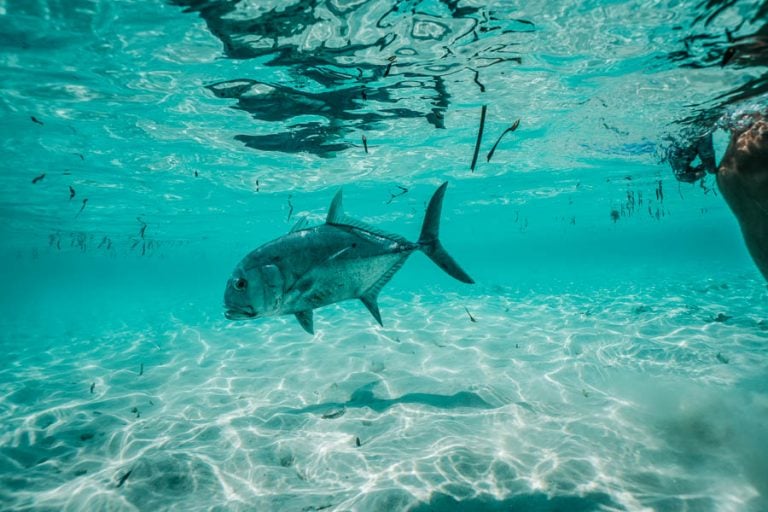 GT fishing Seychelles