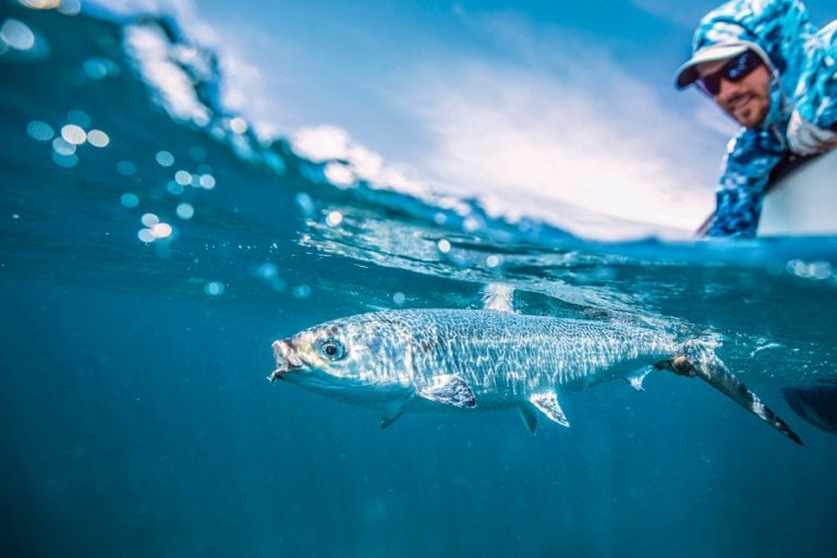 GT Fly Fishing Seychelles