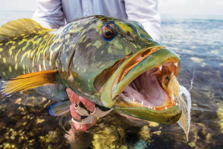 Fly Fishing Cosmoledo Atoll