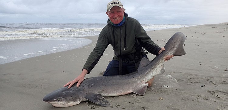 Cow Shark