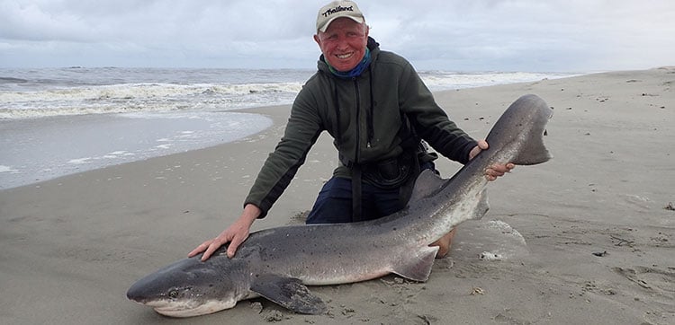 Cow Shark 