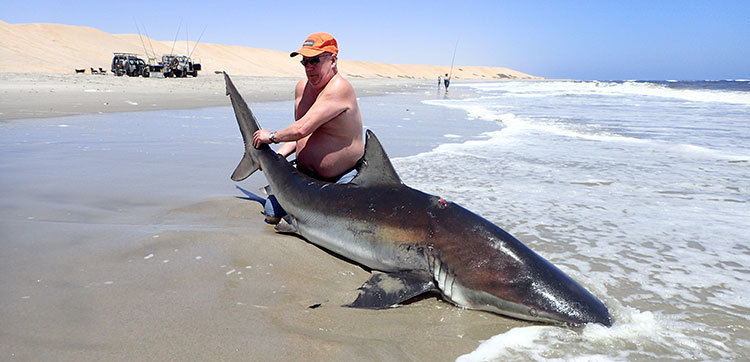 Bronze Whaler Shark