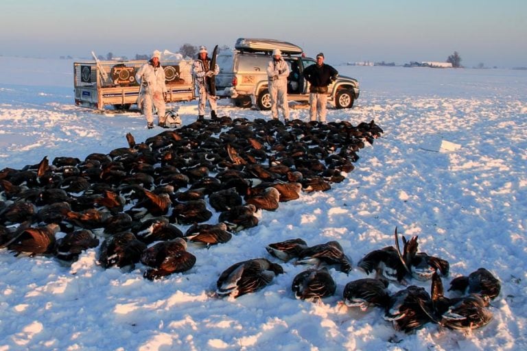 Goose Shooting Scandinavia