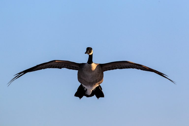 Goose Shooting Scandinavia