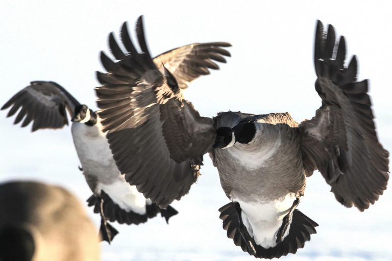 Goose Shooting Scandinavia