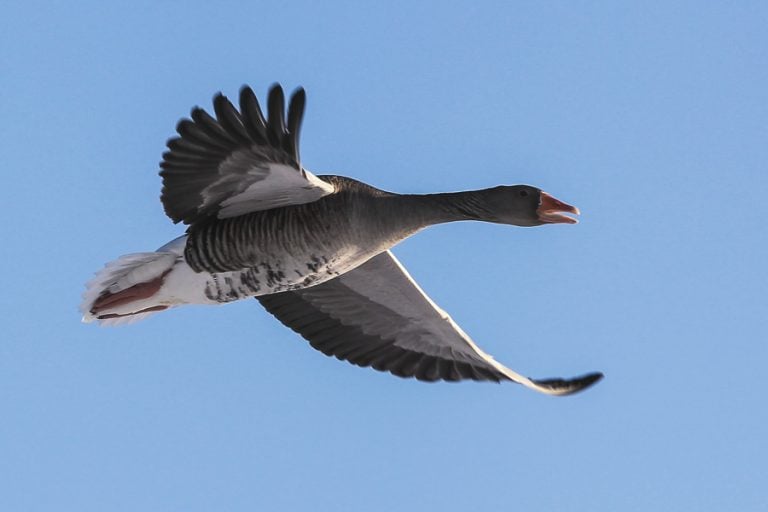 Goose Shooting Scandinavia