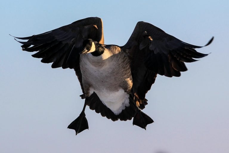 Goose Shooting Scandinavia