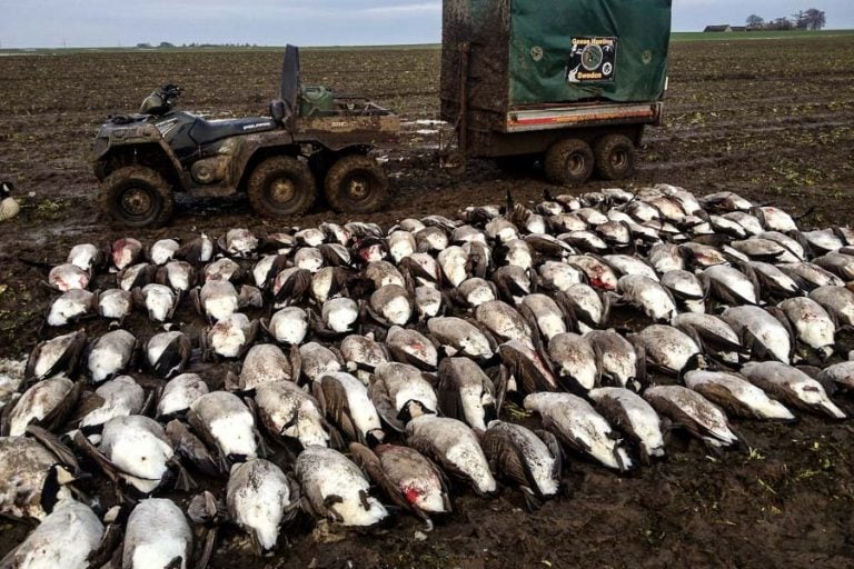 Goose Shooting Scandinavia