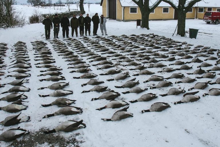 Goose Shooting Scandinavia