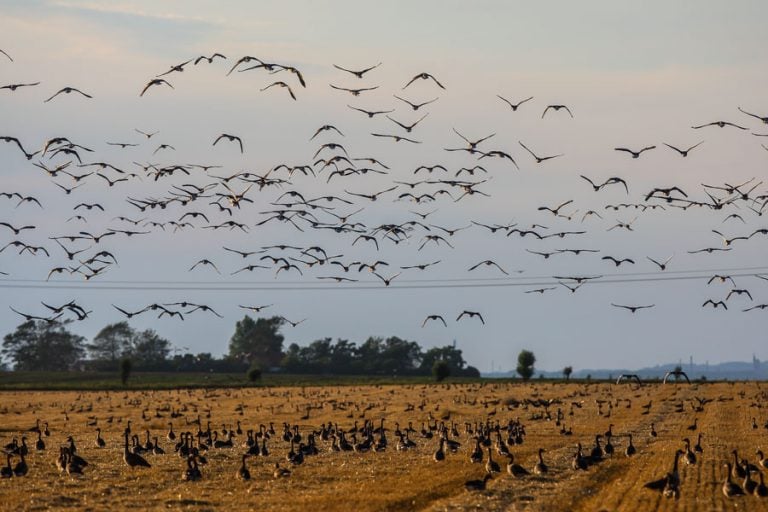 Goose Shooting Scandinavia