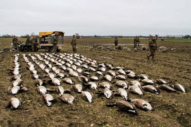 Goose Shooting Scandinavia