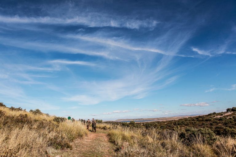 Partridge Shooting Spain