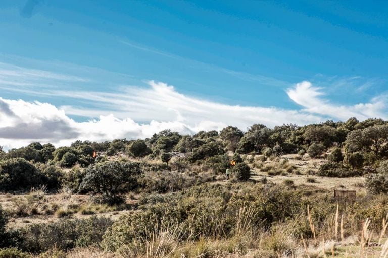 Partridge Shooting Spain