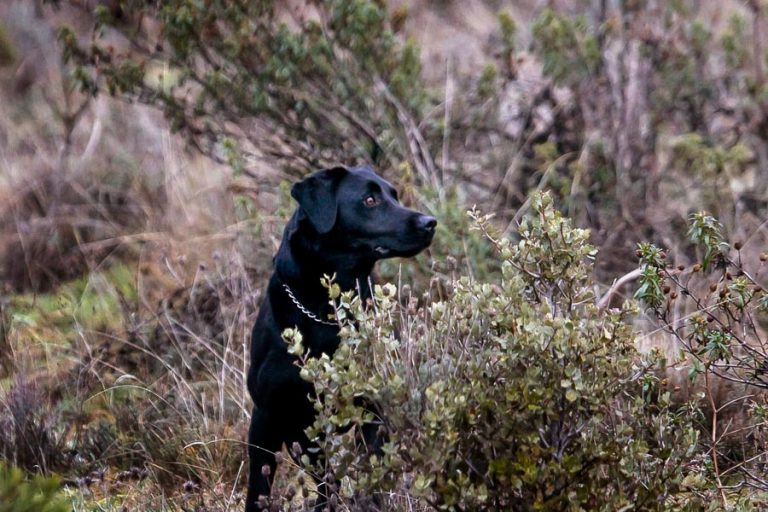 Partridge Shooting in Spain