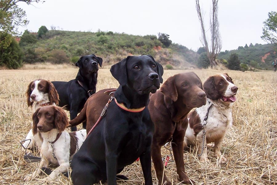 Partridge Shooting Tarancon Spain