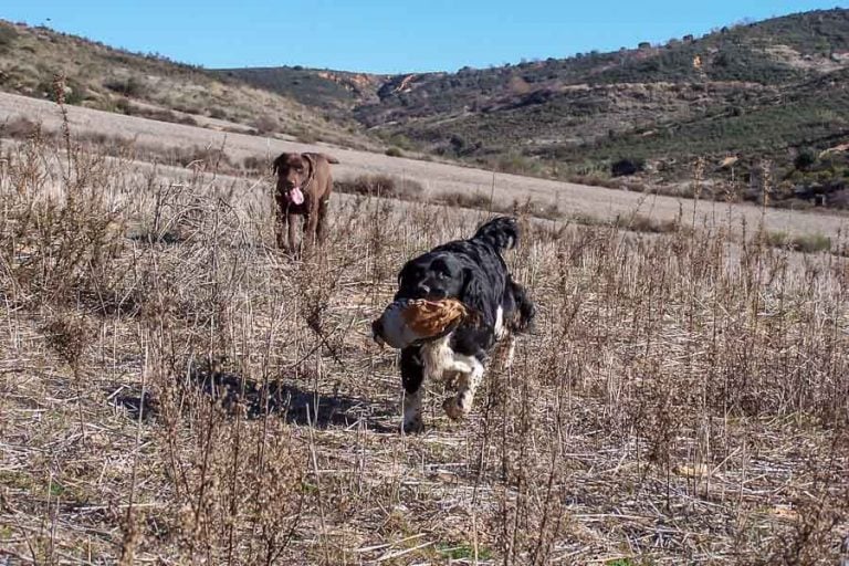 Partridge Shooting in Spain