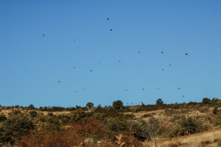 Partridge Shooting Tarancon Spain