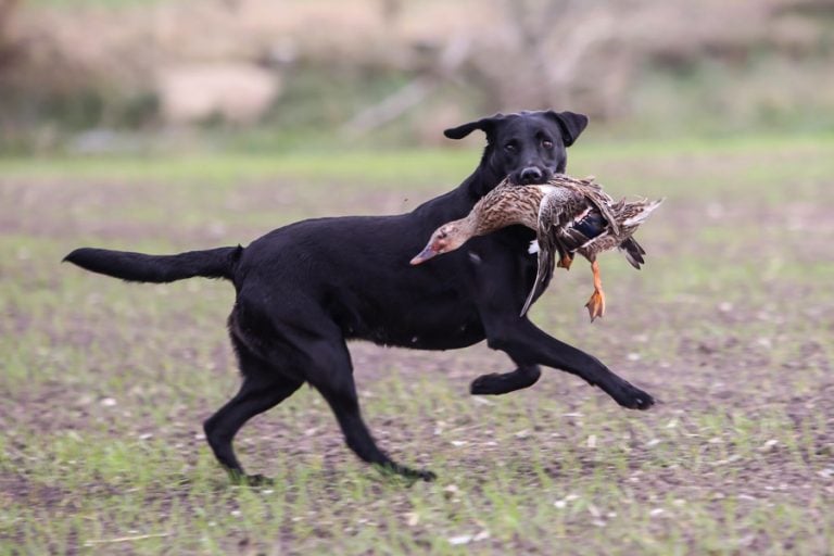 Wildfowling Combo Scandinavia