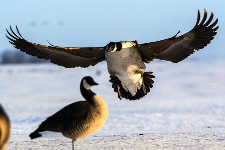 Wildfowling Combo Scandinavia