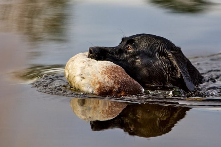 Wildfowling Combo Scandinavia