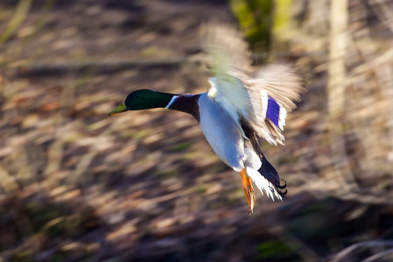 Wildfowling Combo Scandinavia