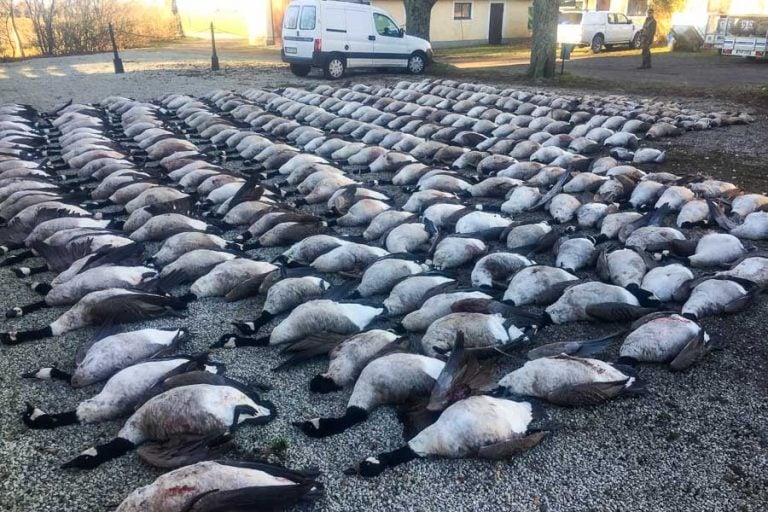 Wildfowling Combo Scandinavia