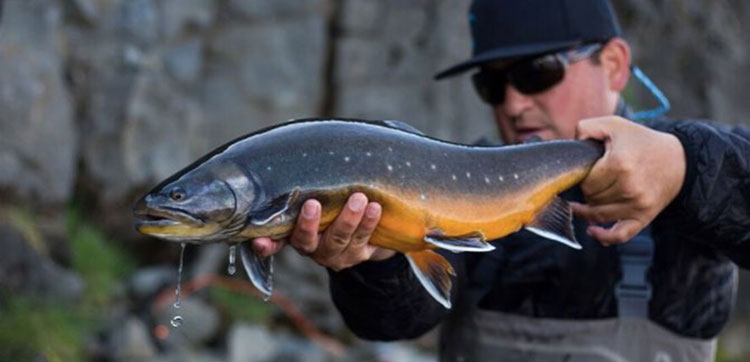 Arctic Char