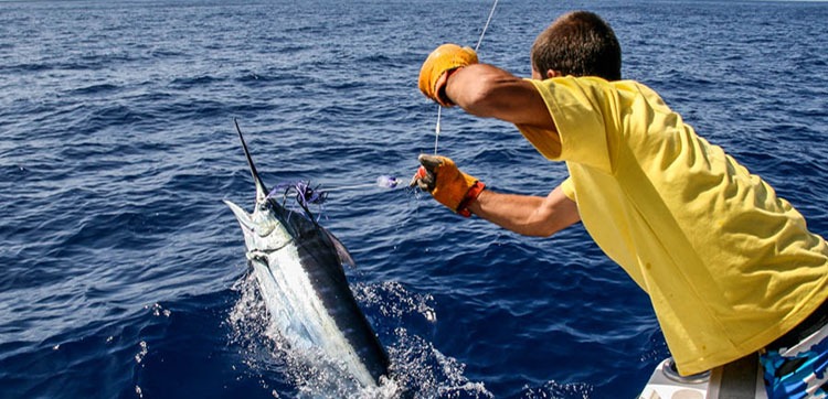 Blue Marlin
